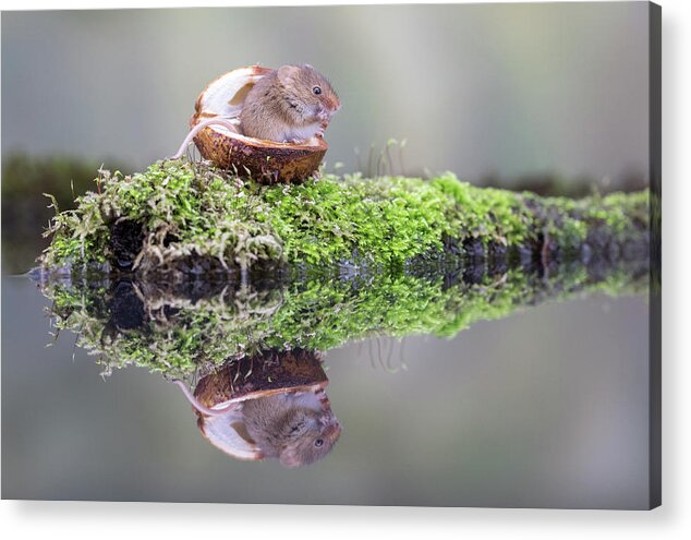 Cute Acrylic Print featuring the photograph Mouse in a nutshell by Erika Valkovicova