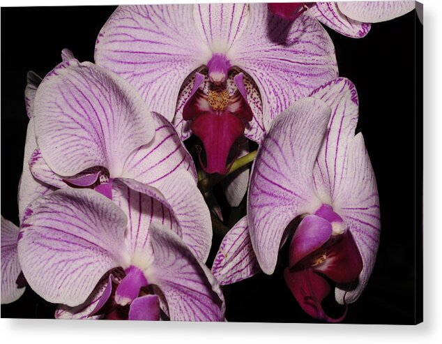 Beauty Acrylic Print featuring the photograph Orchid Detail by Bob Grabowski