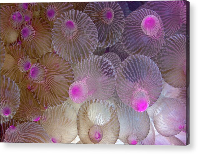 Anemone Acrylic Print featuring the photograph Pink Bubble Anemone by Tanya G Burnett