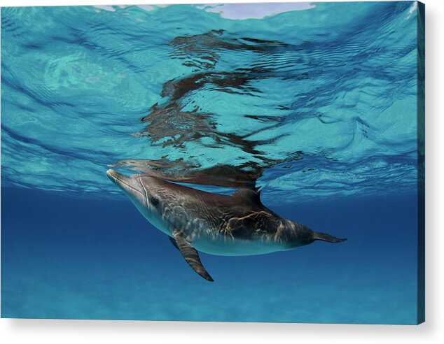 Dolphin Acrylic Print featuring the photograph Spotted Calf by Tanya G Burnett