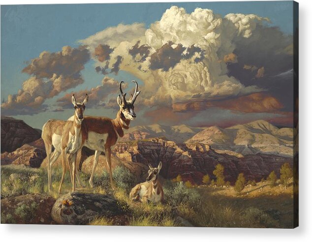 Pronghorn Acrylic Print featuring the painting Summer Evening by Greg Beecham