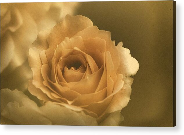Rose Acrylic Print featuring the photograph Vintage Rose #19 by Richard Cummings