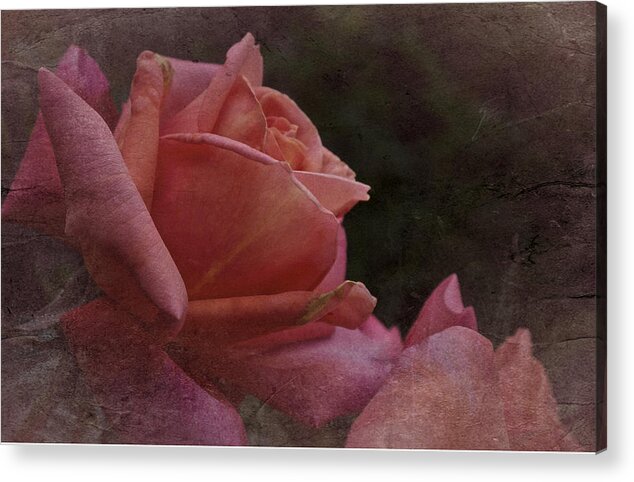 Pink Yellow Rose Acrylic Print featuring the photograph Sat Vintage Rose by Richard Cummings