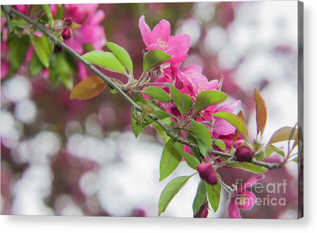 Flowers Acrylic Print featuring the photograph Flower divider by Agnes Caruso