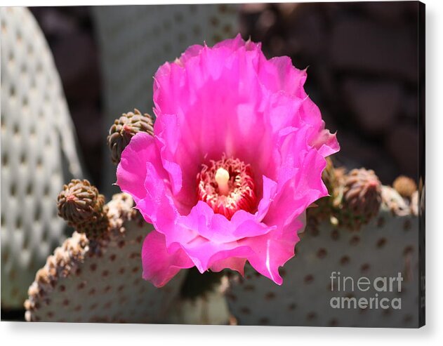 Cathy Dee Janes Acrylic Print featuring the photograph Fanfare Fuchsia by Cathy Dee Janes