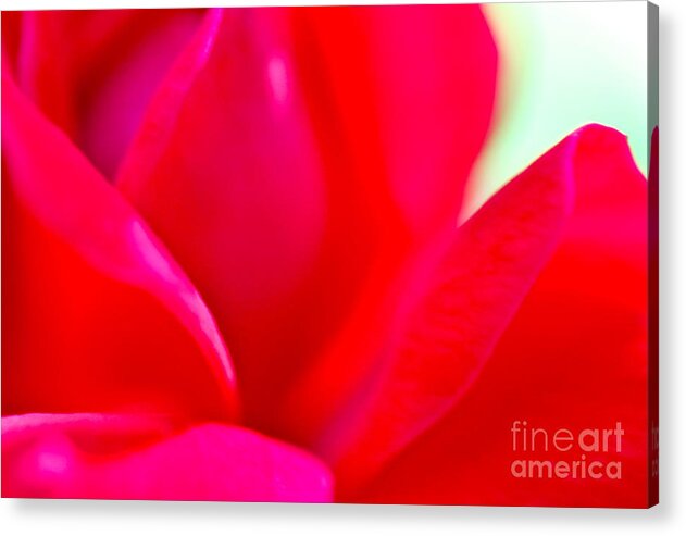 Cathy Dee Janes Acrylic Print featuring the photograph Rose Essence Study 1 by Cathy Dee Janes