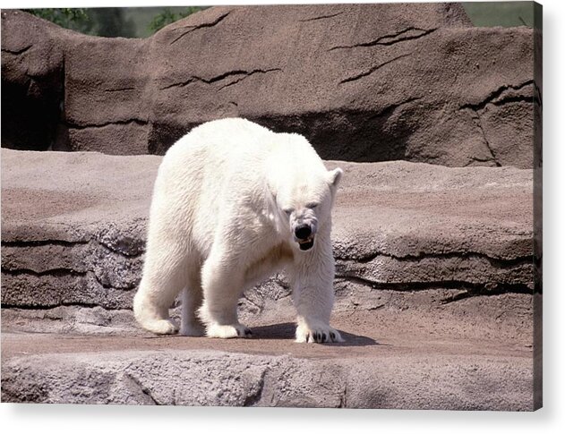 Bear Acrylic Print featuring the photograph 022807-1 by Mike Davis