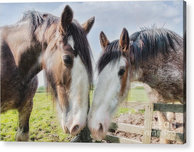 Clydesdale Acrylic Print featuring the photograph Curiosity by Kype Hills