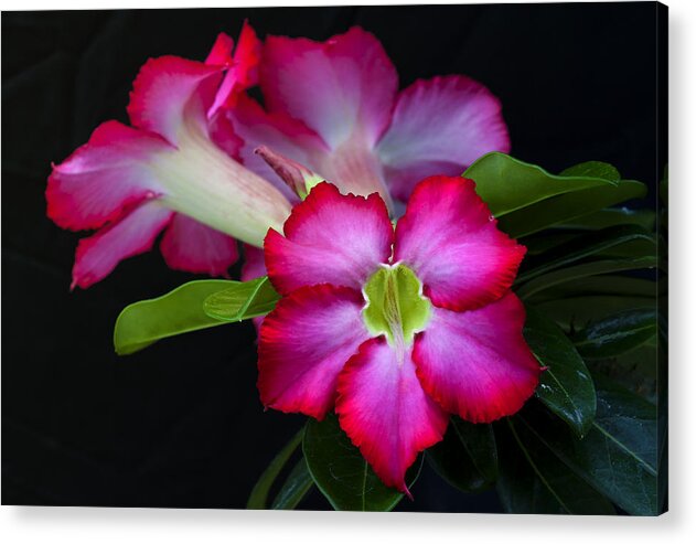 Red Tropical Flower Acrylic Print featuring the photograph Red Tropical Flower by Ken Barrett