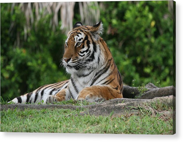 Tiger Acrylic Print featuring the photograph Tiger by Bill Linhares