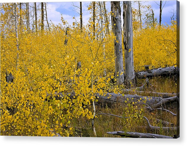 Yellow Acrylic Print featuring the photograph Yellow in Grand Teton by Ken Barrett