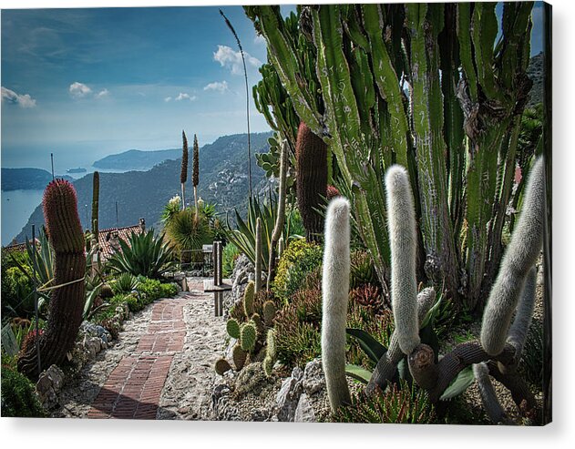 Cactus Acrylic Print featuring the photograph Walk along the Garden of Eze by Portia Olaughlin