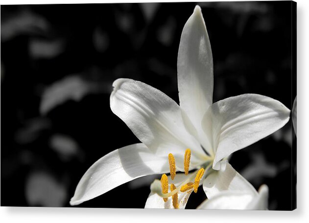 White Acrylic Print featuring the photograph White lily with yellow stamens against dark background by Vlad Baciu