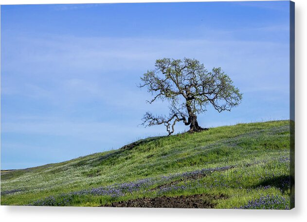 California Acrylic Print featuring the photograph Spring Oak by Martin Gollery