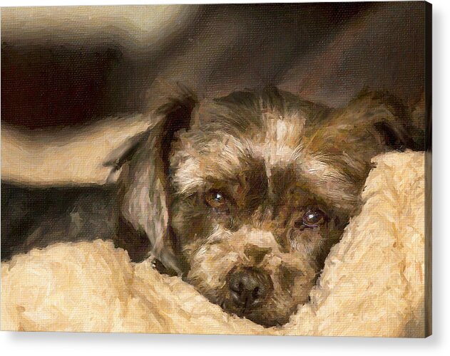 Schnauzer Acrylic Print featuring the painting Tired Puppy by Bill Linhares
