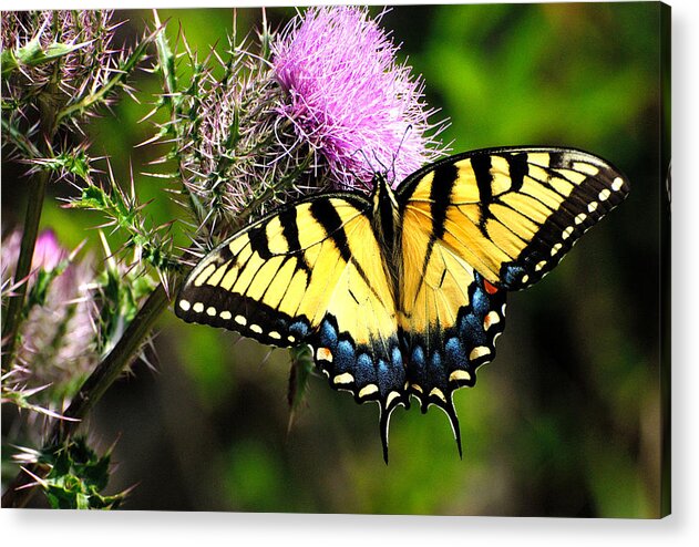 Nature Acrylic Print featuring the photograph Butterfly #2 by David Campione