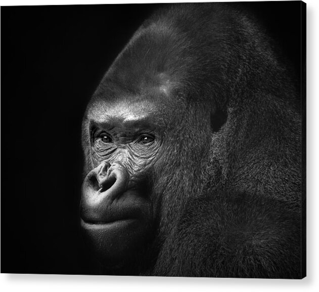 Ape Acrylic Print featuring the photograph The Pose by Ken Barrett