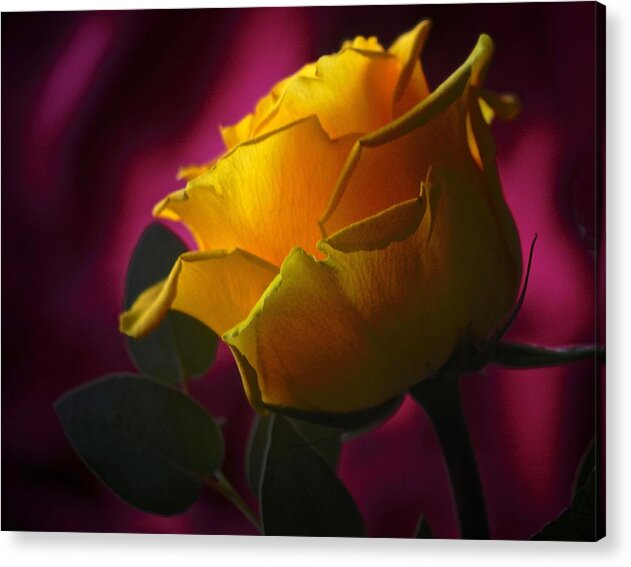 Rose Acrylic Print featuring the photograph February 2022 Rose by Richard Cummings