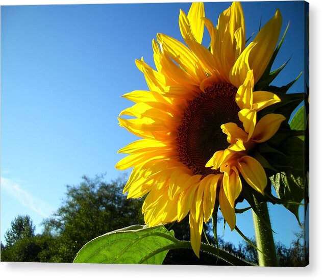 Sunflowers Acrylic Print featuring the photograph Sunny Sunshine in Point Roberts by Sian Lindemann