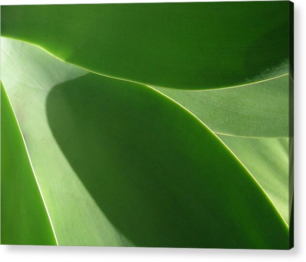 James Temple Acrylic Print featuring the photograph Agave by James Temple