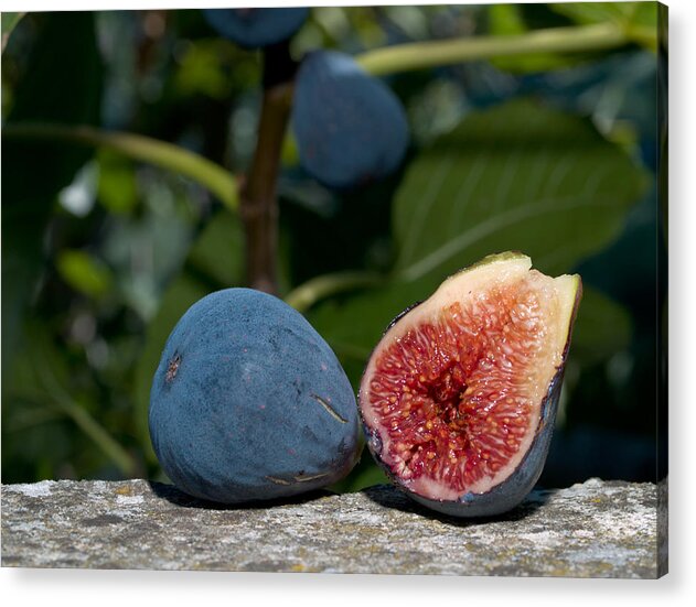Fruit Acrylic Print featuring the photograph Ripe Figs by Jim DeLillo
