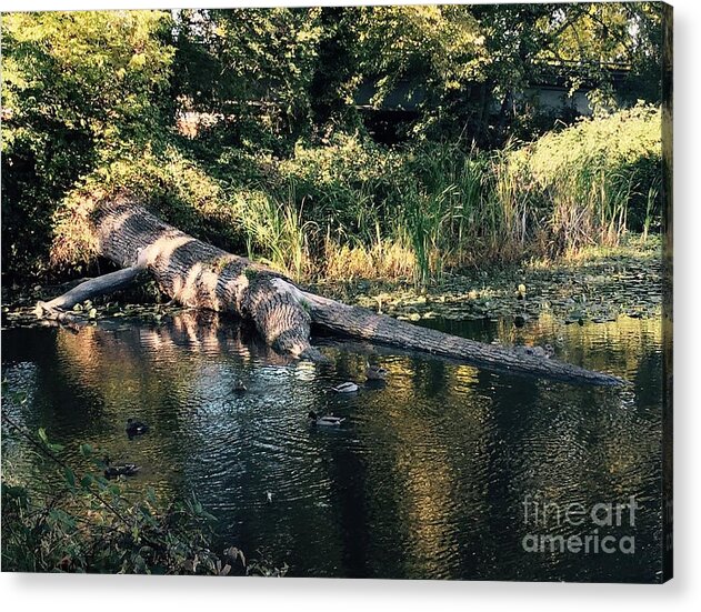 Tree Acrylic Print featuring the photograph Tired Tree by LeLa Becker