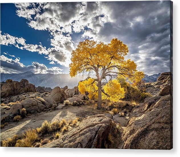 Tree Acrylic Print featuring the photograph California Gold by Martin Gollery