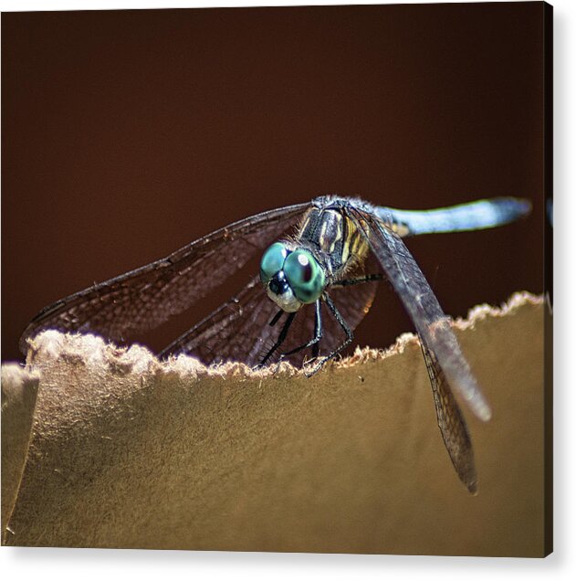 Insect Acrylic Print featuring the photograph Dragonfly Eyes by Portia Olaughlin
