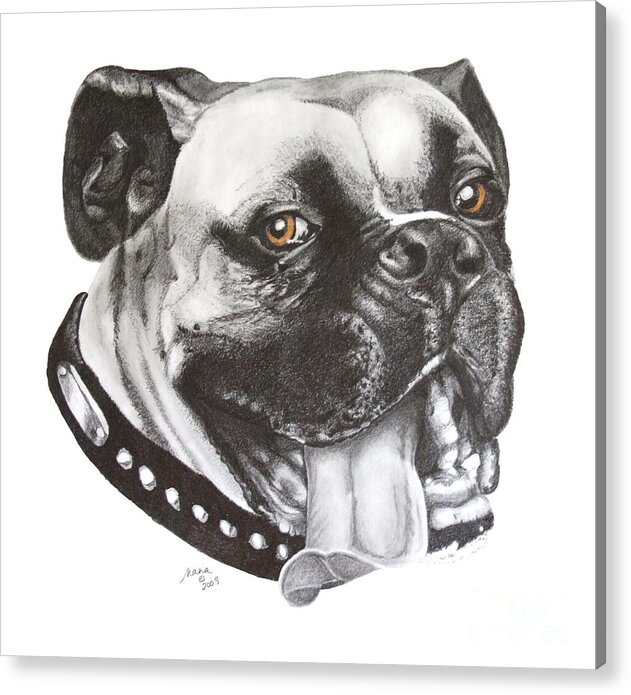 Graphite Acrylic Print featuring the drawing Jed by Marianne NANA Betts