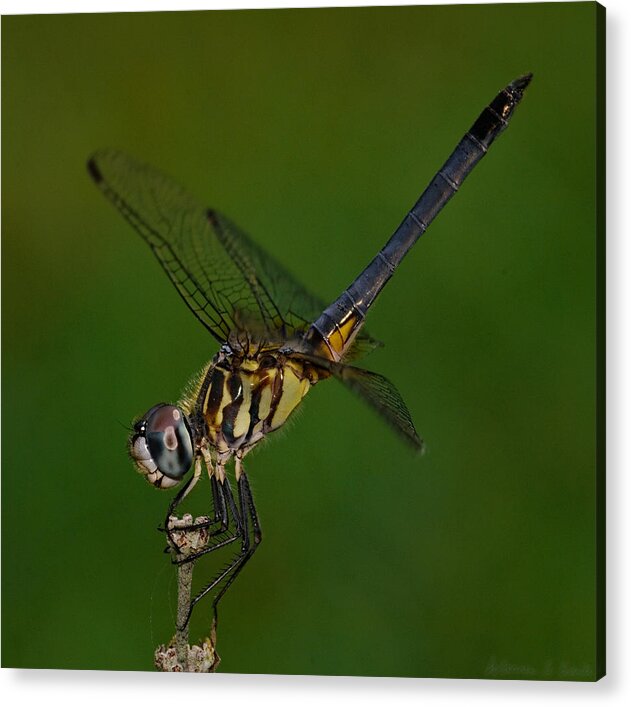 Dragonfly Acrylic Print featuring the photograph Dragonfly Profile by Warren Sarle