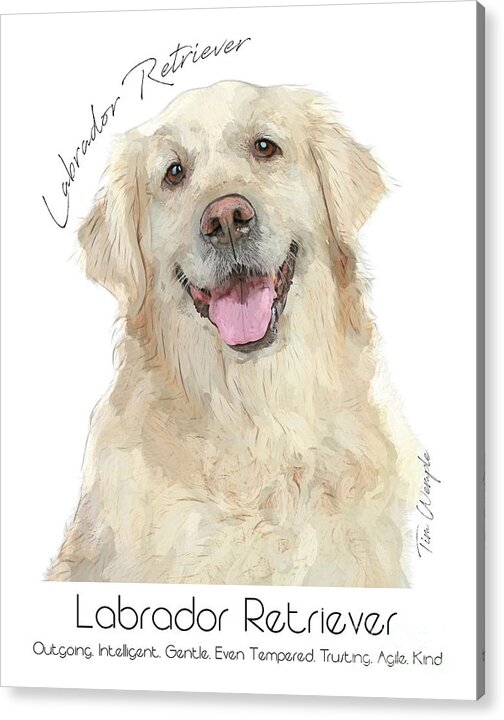 Labrador Acrylic Print featuring the digital art Labrador Retriever Poster #1 by Tim Wemple
