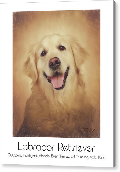 Labrador Acrylic Print featuring the digital art Labrador Retriever Poster by Tim Wemple