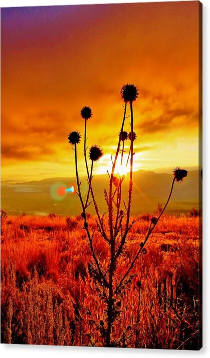 Jackson Hole Acrylic Print featuring the photograph Rise and Shine #1 by Catie Canetti
