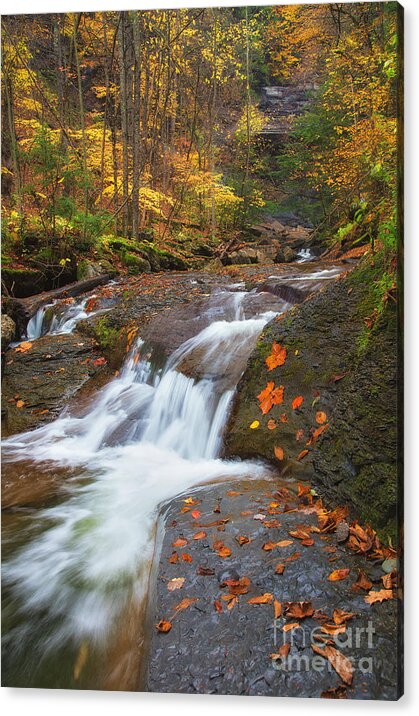 Michele Acrylic Print featuring the photograph Cascade In The Glen by Michele Steffey