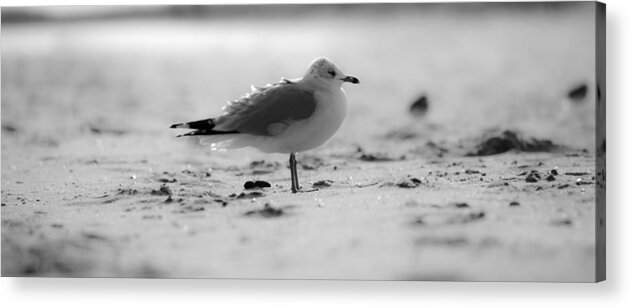 Beach Cottage Life Acrylic Print featuring the photograph A LIttle Ruffled by Mary Hahn Ward