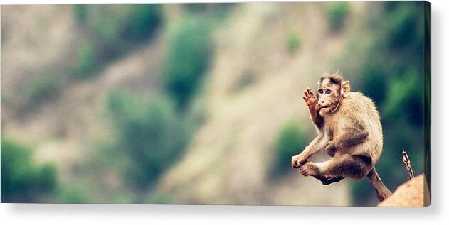 Panoramic Acrylic Print featuring the photograph Baby monkey by Amit Sharma / Recaptured