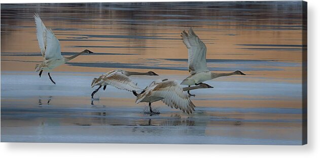 Swan Acrylic Print featuring the photograph Cleared for Take Off by Gary Hall