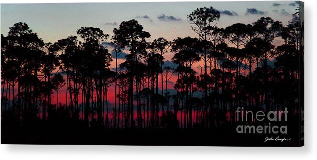 Crimson In The Pines Acrylic Print featuring the photograph Crimson in the Pines by John Douglas