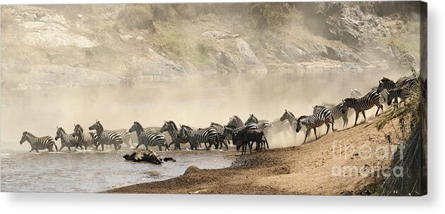 Herd Acrylic Print featuring the photograph Dusty Crossing by Liz Leyden