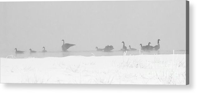 Geese Acrylic Print featuring the photograph Geese by Steven Ralser
