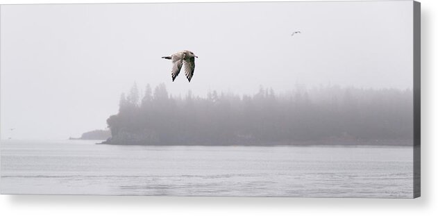 Gull Acrylic Print featuring the photograph Gull in Flight by Marty Saccone
