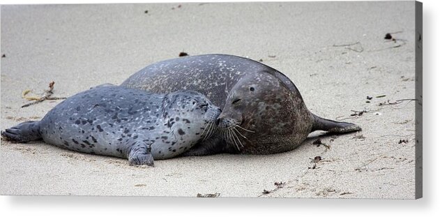 Seals Acrylic Print featuring the photograph I love you mama by Nathan Rupert