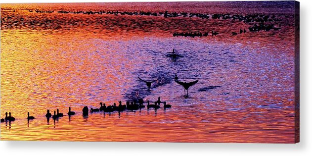 Ducks Acrylic Print featuring the photograph Landing by Will Boutin Photos