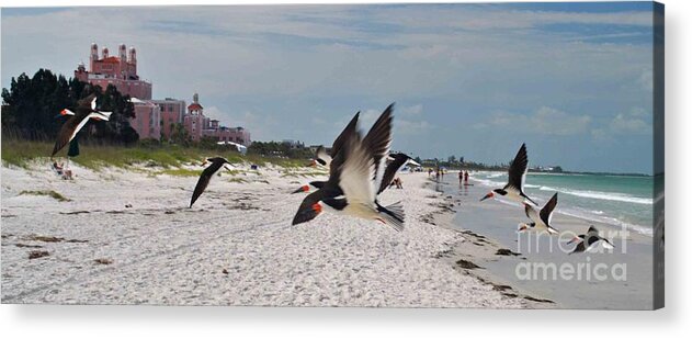 Beach Acrylic Print featuring the photograph Black Skimmers at Don Cesar by George D Gordon III