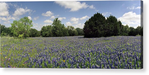  Acrylic Print featuring the photograph Texas Bluebonnets-002 by Mark Langford