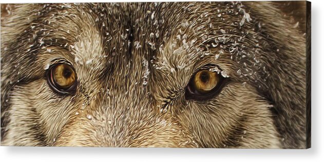 Animal Acrylic Print featuring the photograph The Eyes of the Wolf by Brian Cross