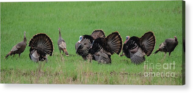 Landscape Acrylic Print featuring the photograph Turkey Mating Ritual by Cheryl Baxter