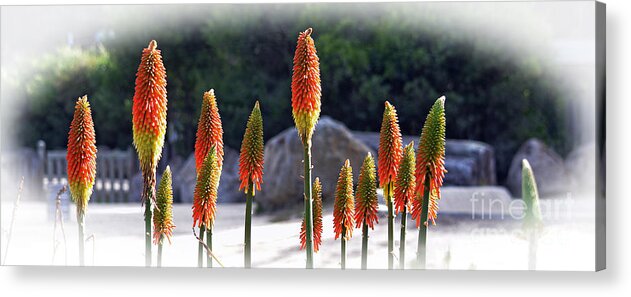 Unusual Bloom Acrylic Print featuring the photograph Unusual Bloom by Jim Fitzpatrick