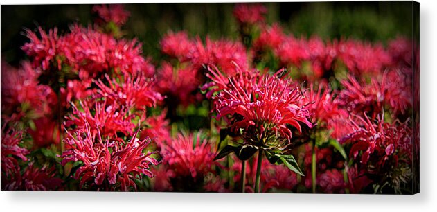 Bloom Photographs Photographs Acrylic Print featuring the photograph A Sea of Red by Tam Graff