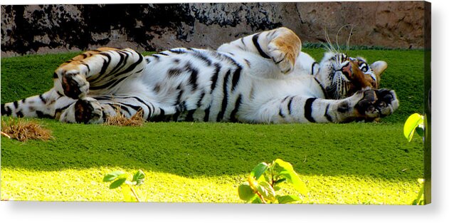 Tiger Acrylic Print featuring the photograph Big Pussycat by Barbara Walsh